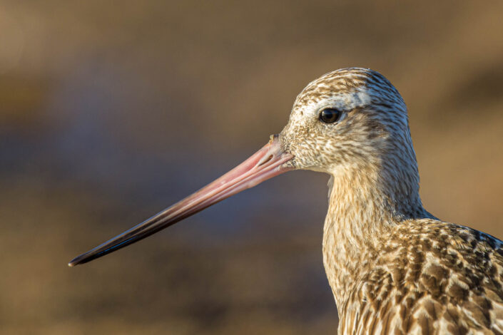 bar-tailed godwit