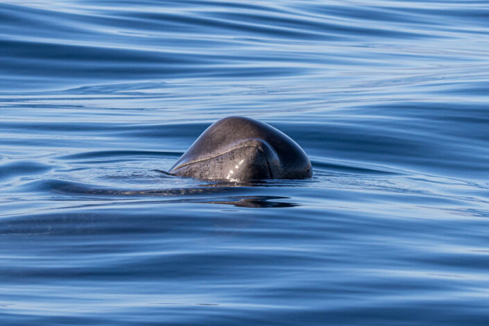 baby pilot whale
