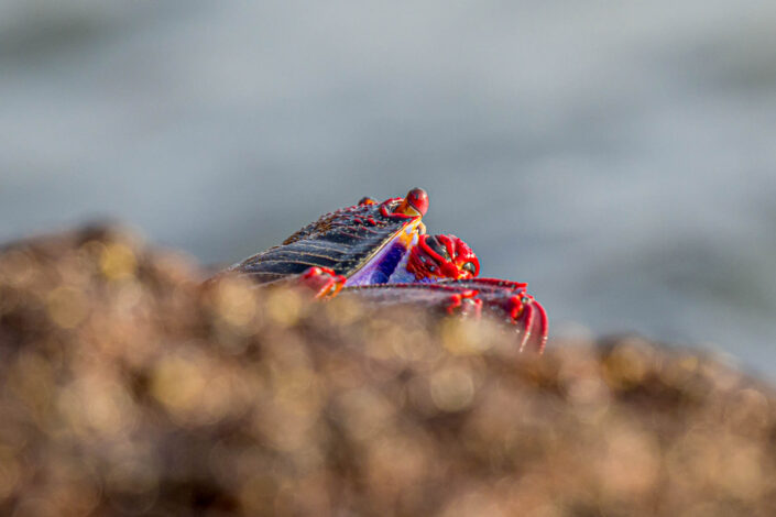 Atlantic crab