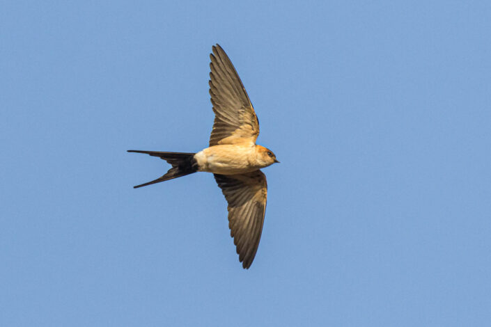 red-rumped swallow