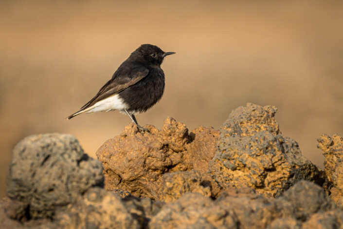 white-crowned wheatear