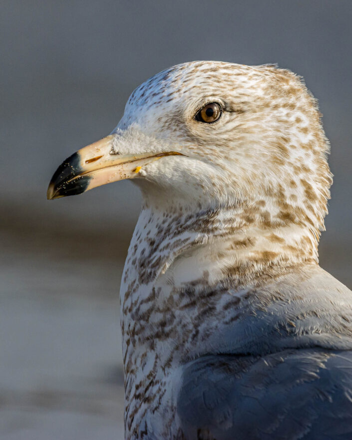 ringed-billed gull
